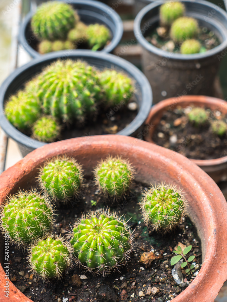 Cactus in plant pot