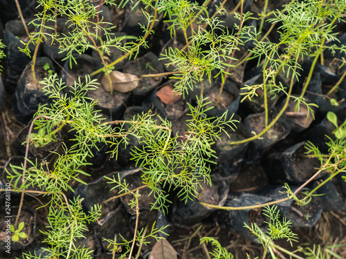 Young seedling of cosmos in black bag