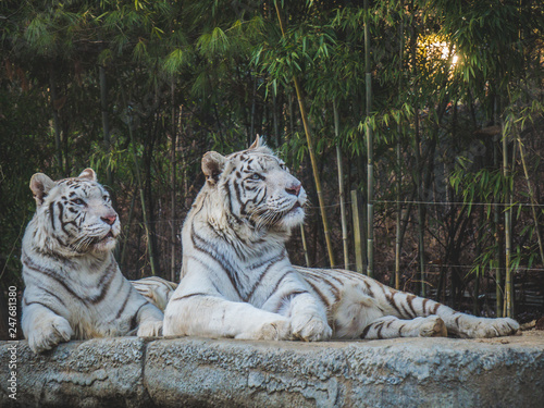 Fototapeta Naklejka Na Ścianę i Meble -  White Tigers looking away