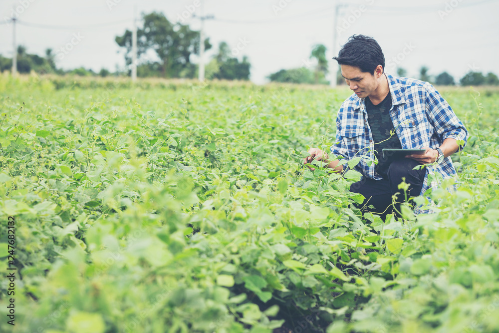 smart farmer using technology in an agriculture field ;man checking by using tablet in farm field smart farmer using technology in an agriculture field ;man checking by using tablet in farm field