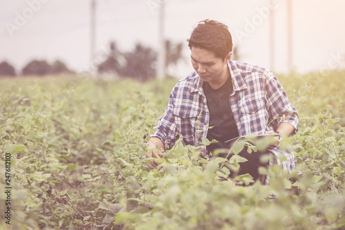 smart farmer using technology in an agriculture field ;man checking by using tablet in farm field