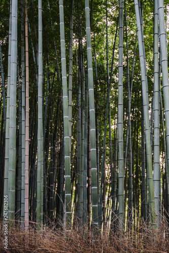 Bamboo grove in Arashiyama  Kyoto Japan