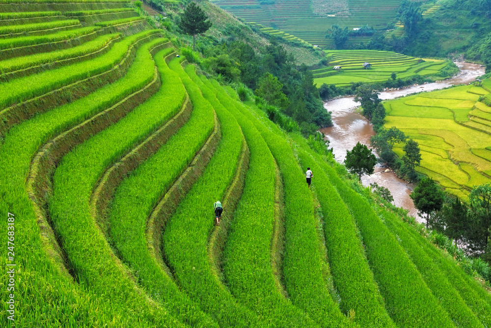 Rice field at Mu Cang Chai, Vietnam