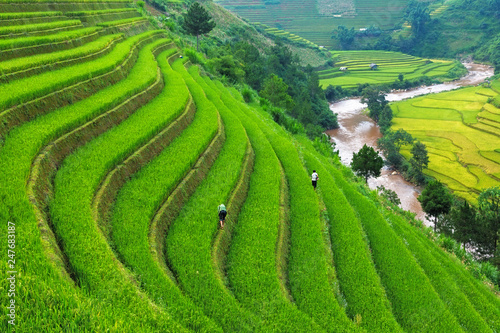 Rice field at Mu Cang Chai, Vietnam