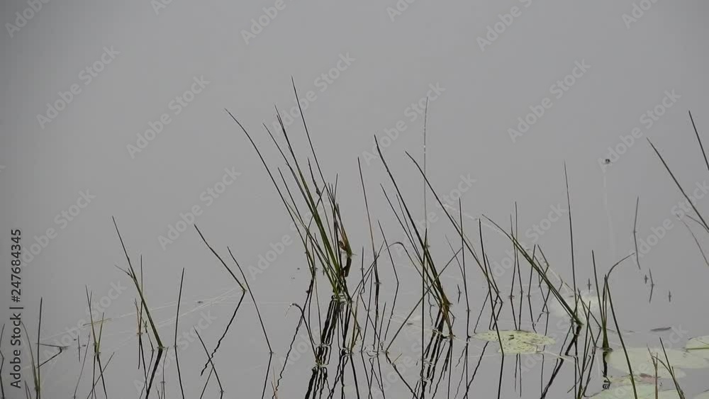 4K Grass Gently Swaying In Swamp Water With Several Lily Pads On Right Side 002 4K Grass Gently Swaying In Swamp Water With Several Lily Pads On Right Side 002