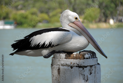Pelican