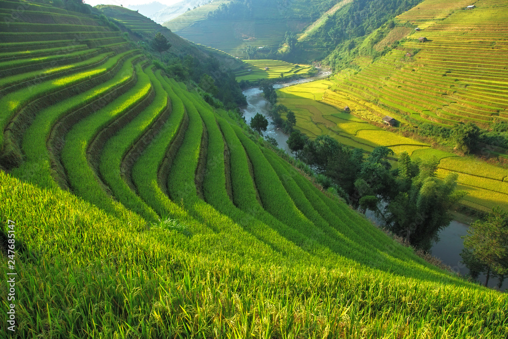Obraz premium Rice field at Mu Cang Chai, Vietnam