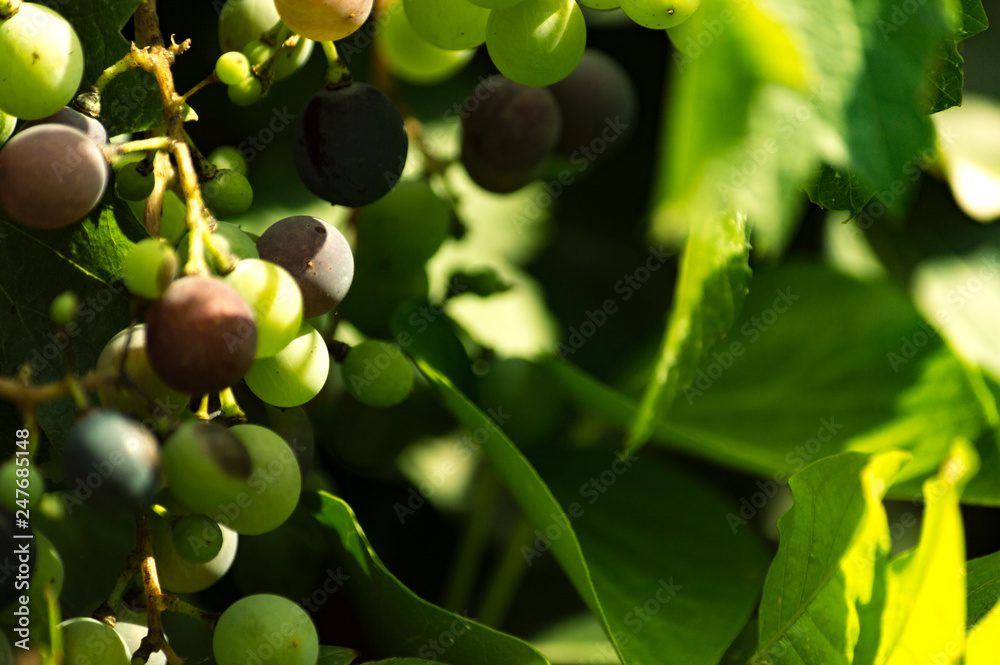 Malbec grapes Malbec grapes