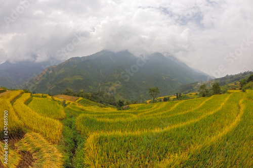 Rice field at Sapa  Vietnam