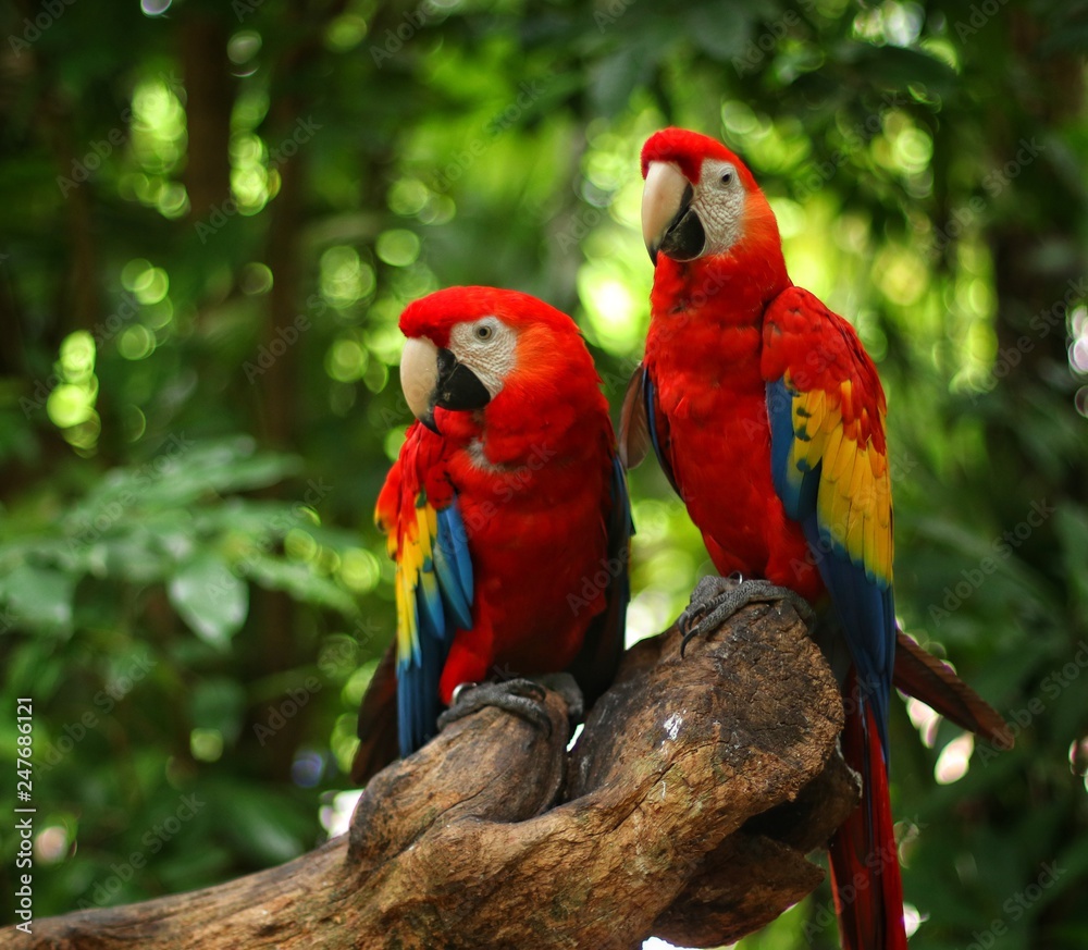 guacamayas