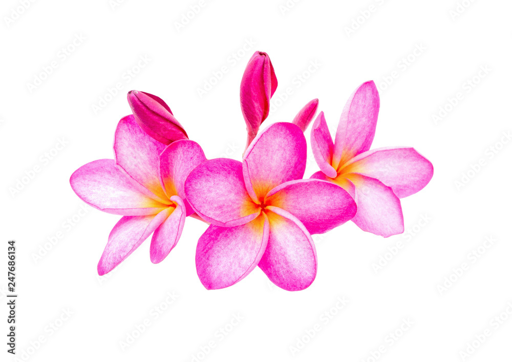 Pink Frangipani (Plumeria) flowers on a white background. clipping path