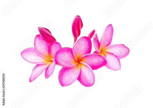 Pink Frangipani  Plumeria  flowers on a white background. clipping path