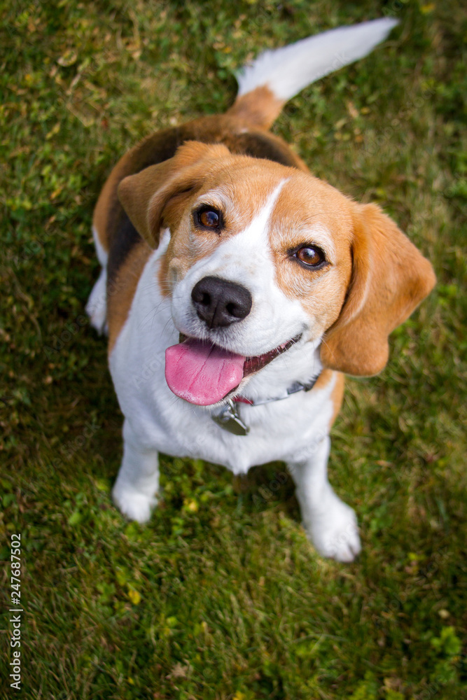 A happy looking beagle looks upward, smiling at the viewer with her pink tongue hanging out and her head tilted.
