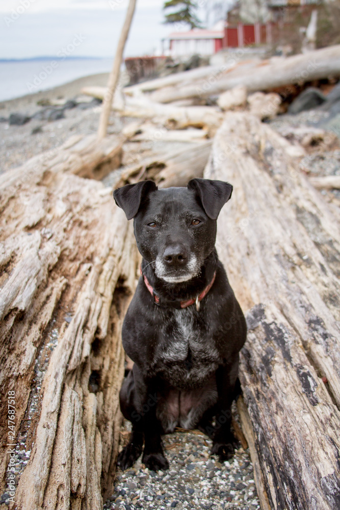 Fototapeta premium Black dog with a gray muzzle sits between two large driftwood logs on a beach.