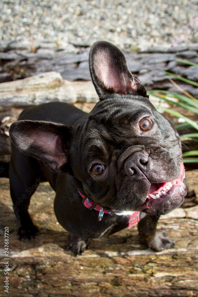 A small black French bulldog puppy looks curiously up at the viewer with her head tilted to the left.