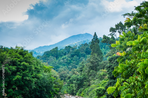 The hill with a complete forest is a beautiful place and produces fresh air.