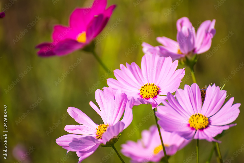 Cosmos flower in field , selective focus.Thailand. Cosmos flower in field , selective focus.Thailand.