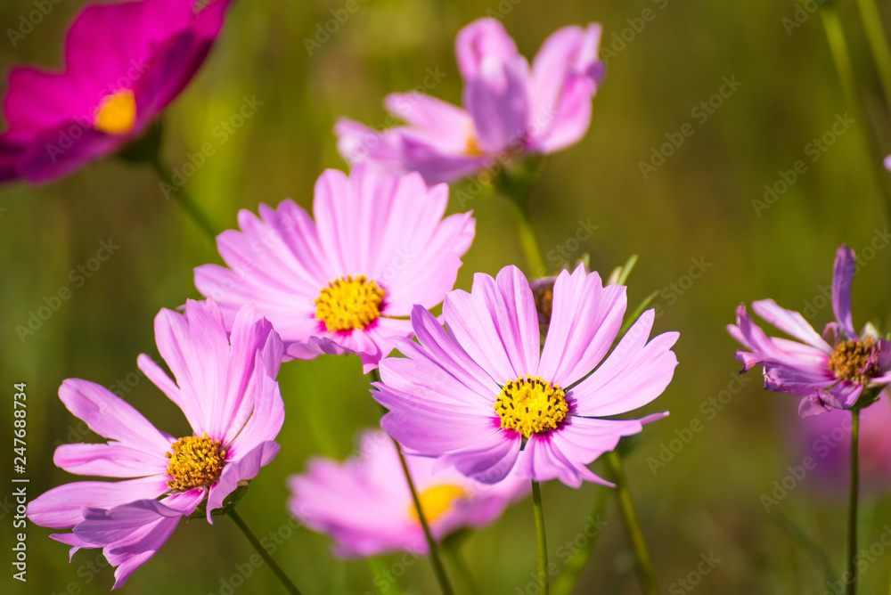 Cosmos flower in field , selective focus.Thailand. Cosmos flower in field , selective focus.Thailand.