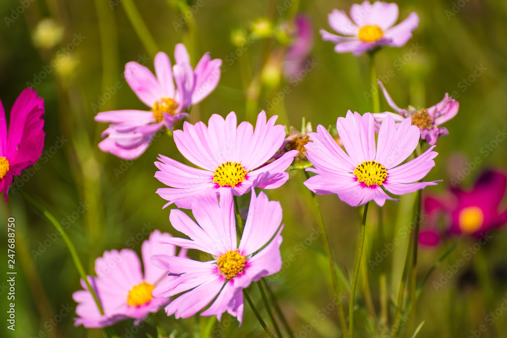 Cosmos flower in field , selective focus.Thailand. Cosmos flower in field , selective focus.Thailand.