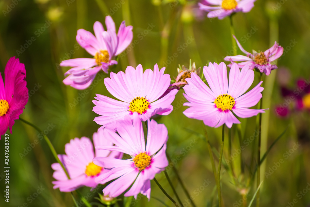 Cosmos flower in field , selective focus.Thailand. Cosmos flower in field , selective focus.Thailand.