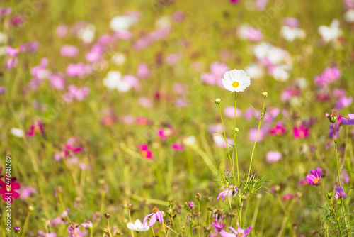 Cosmos flower in field , selective focus.Thailand.