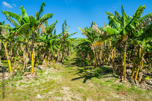 Banana Plantation