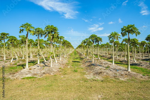 Papaya Orchard