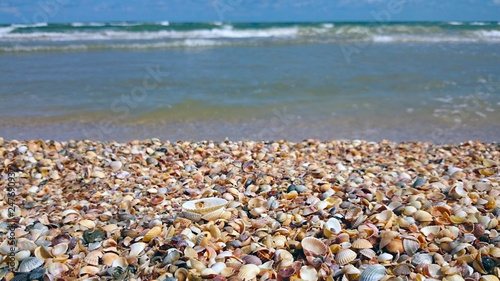 Beautiful seashells. Sea of Azov.