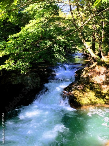 森の渓流　Forest stream (ID: 247691336)