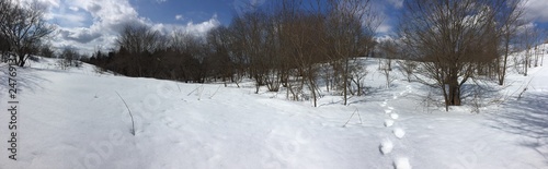 雪の林　Snow forest (ID: 247691375)
