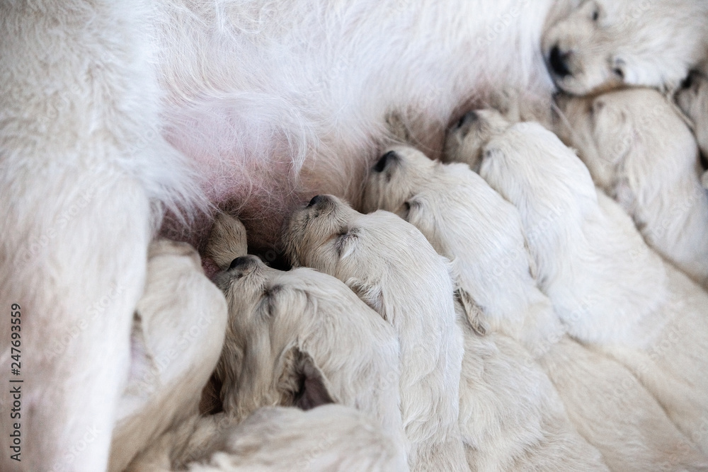golden retriever puppies suck mother’s milk golden retriever puppies suck mother’s milk