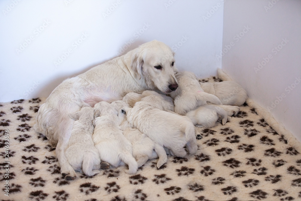 dog mom breed golden retriever feeds their puppies kids dog mom breed golden retriever feeds their puppies kids