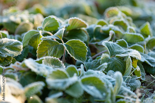 strawberry leaves in hoarfrost at dawn after the first frost