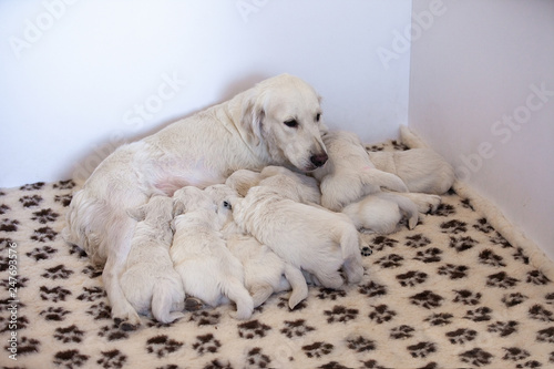 dog mom breed golden retriever feeds their puppies kids © Mysh