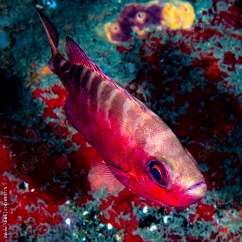 A big eye fish swimming on the reef photo