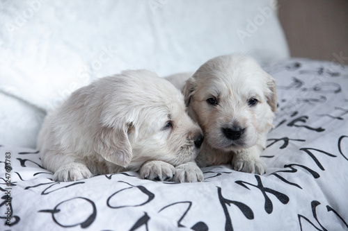 little puppy golden retriever lying on the bed shee photo