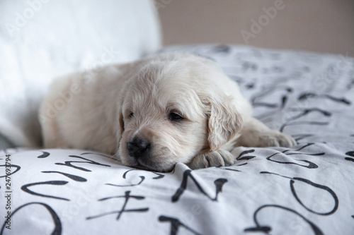 little puppy golden retriever lying on the bed shee photo