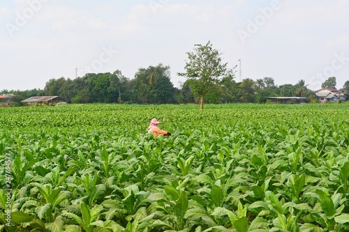 Farmers working in tobacco fields
