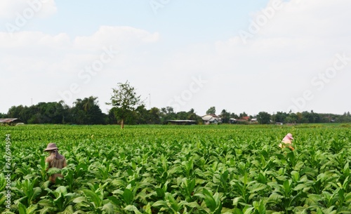 Farmers planted  tobacco