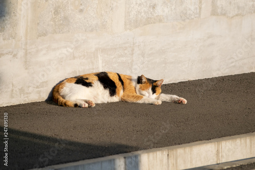 Fototapeta Naklejka Na Ścianę i Meble -  三毛猫のお気に入りの昼寝の場所