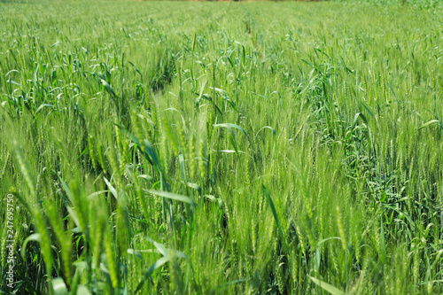 Green wheat farm india