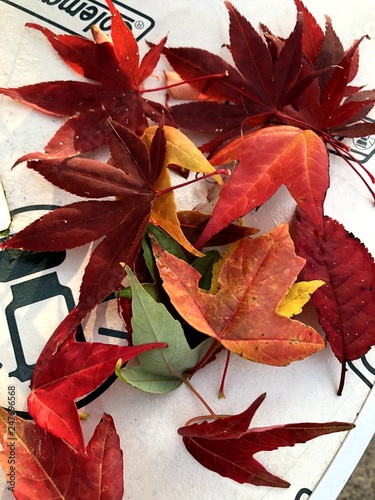 紅葉　Autumn leaves (ID: 247696568)