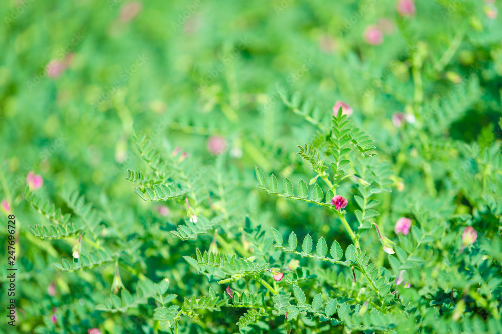 Obraz premium Fresh Green Chickpeas field , Chick peas also known as harbara or harbhara in hindi and Cicer is scientific name,
