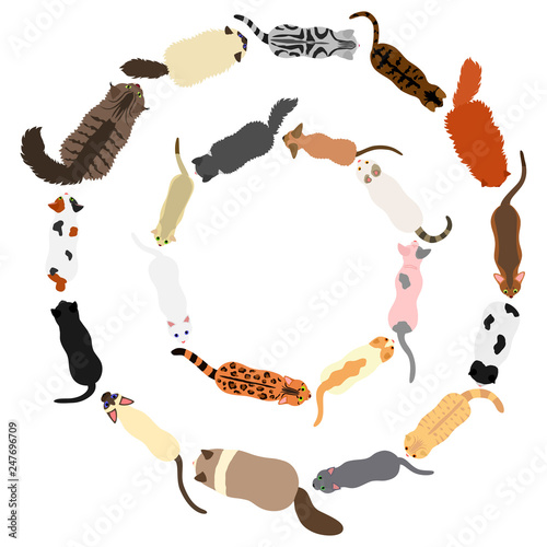 Fotografie cats round frame set