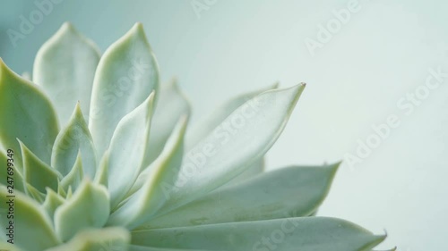 Close up beauty fresh succulent , Echeveria flower , rotation moving shot