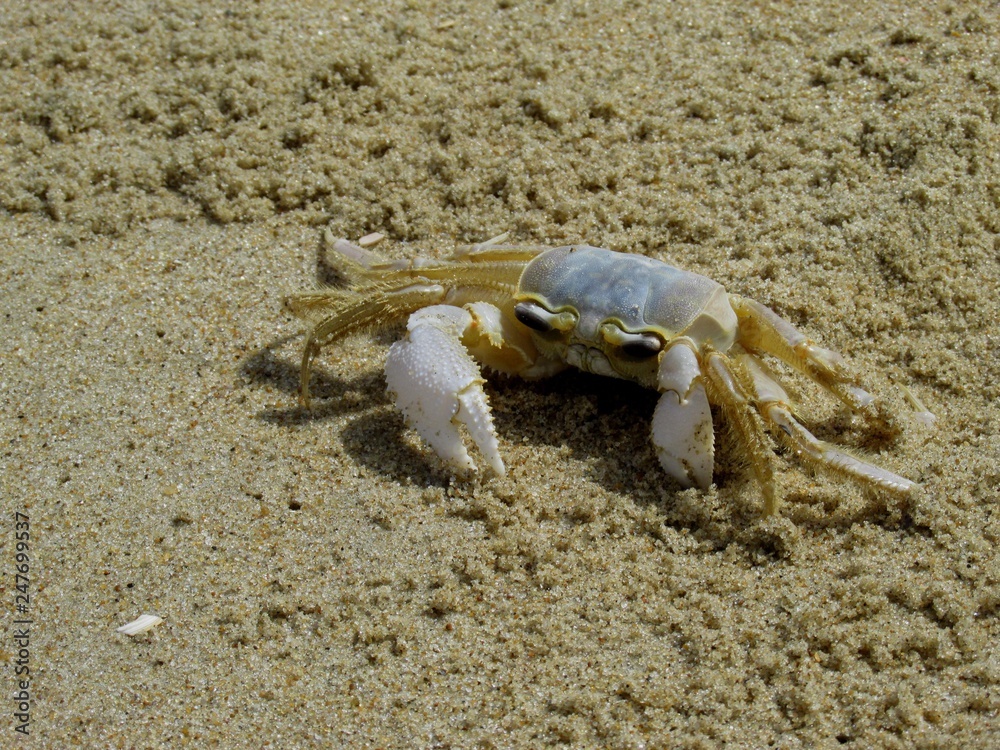 Crab on the beach