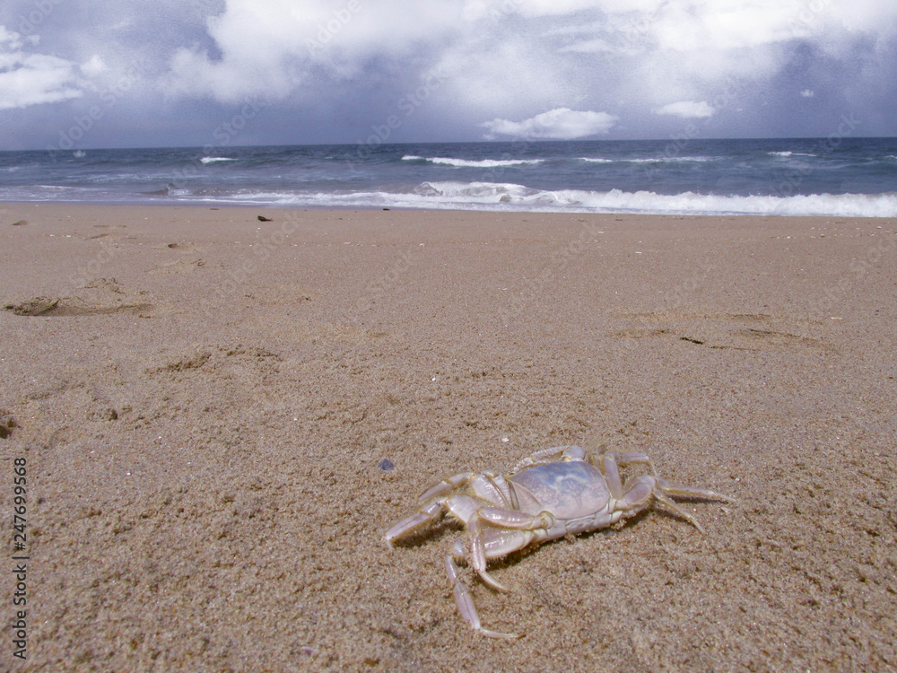 Crab on the beach