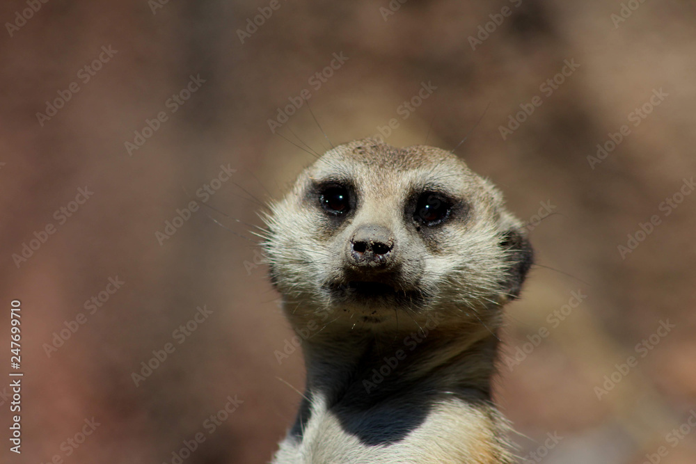 Fototapeta premium Meerkat
