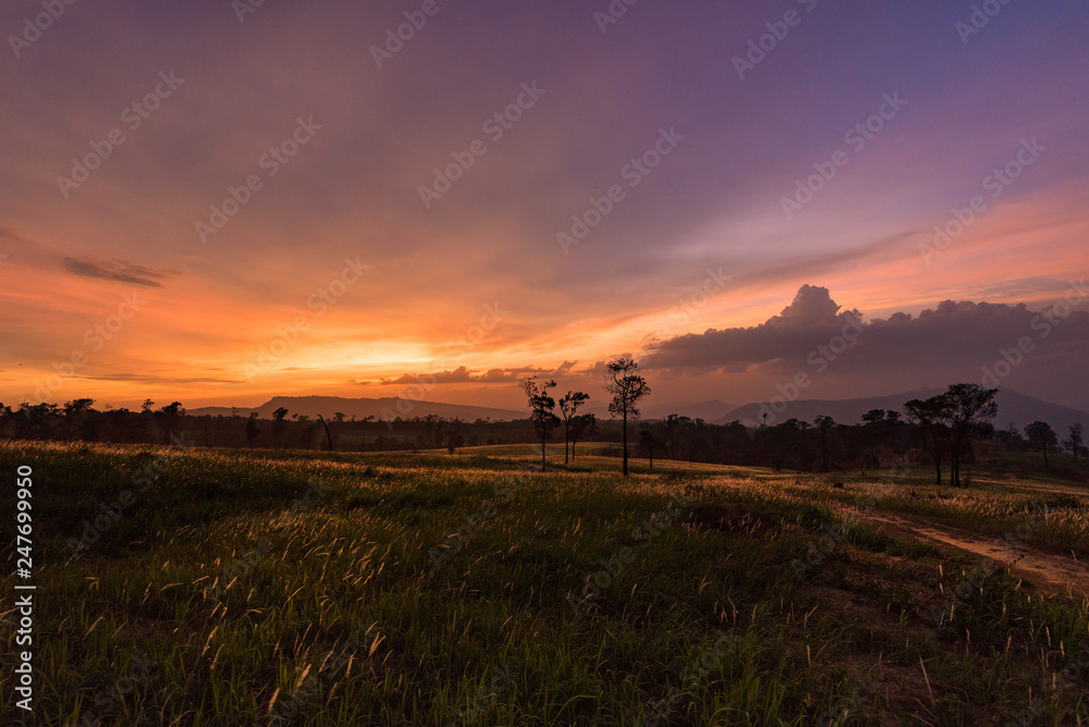 sunset on field and meadow green grass with rural countryside road and tree background