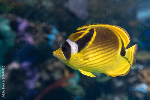 Racoon Butterfly Fish - (Chaetodon lunula ), tropical coral fish
